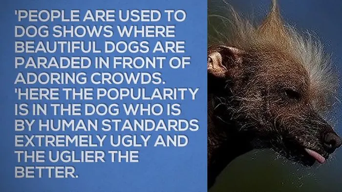 Top Contestants For The 2017 World's Ugliest Dog Contest