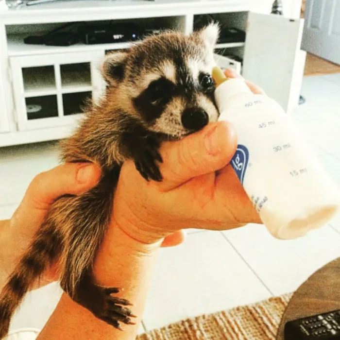 86 Trash Panda Pics That Prove They're The Cutest Animal In The World