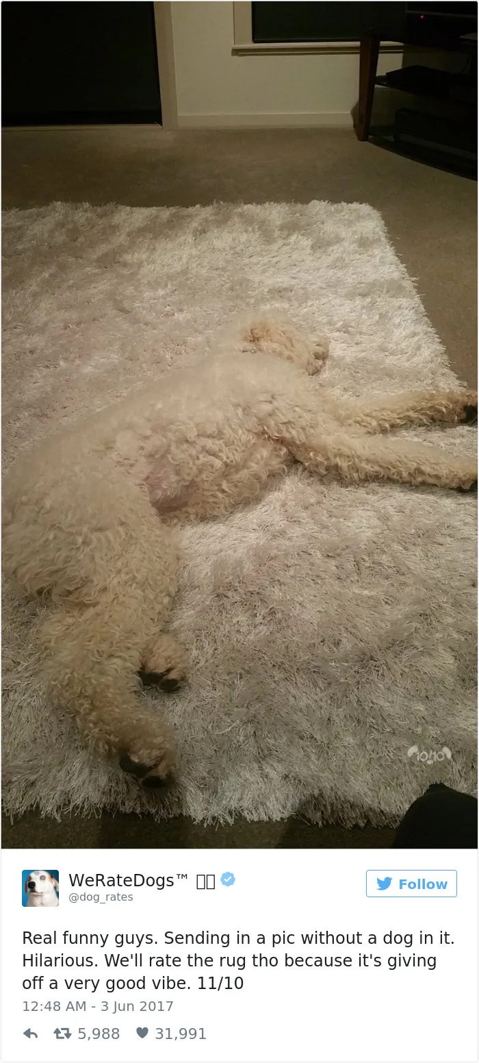 41 Times People Failed To Send Dog Pics To 'We Rate Dogs' Twitter