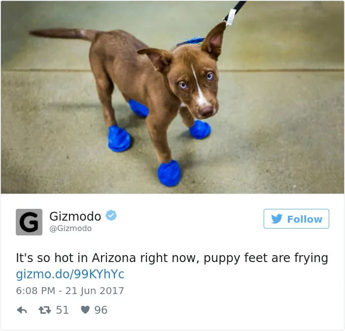 Puppy Feet Are Frying