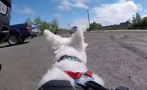 Life Of A Dog