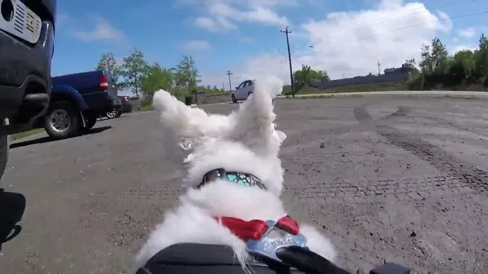 Life Of A Dog