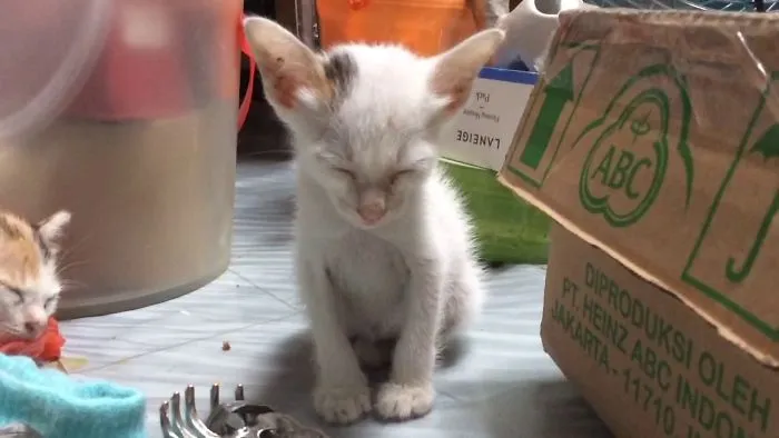 We Know This Kitten's Feelings When Being A Little Kid