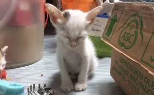 We Know This Kitten's Feelings When Being A Little Kid
