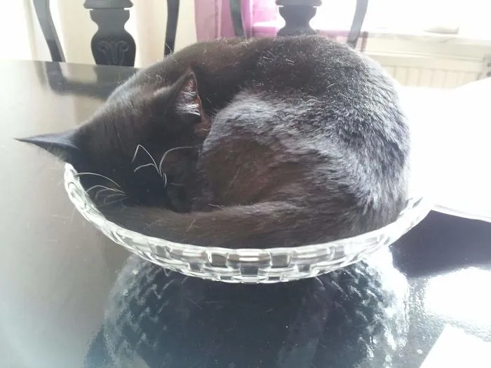 That Catbed For 40$? Naah.