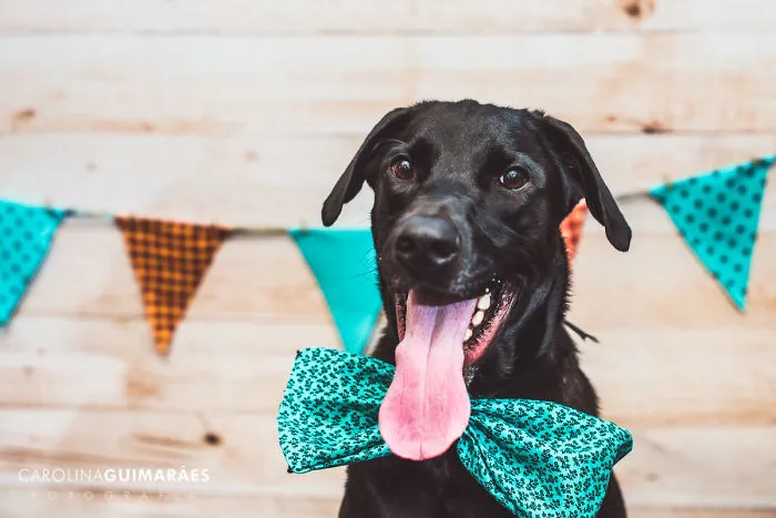 Photographer Makes A Rescued Dog "Smash The Cake" Photoshoot And The Result Is Hilarious!