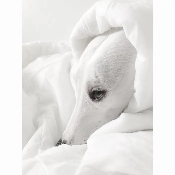 White Dog