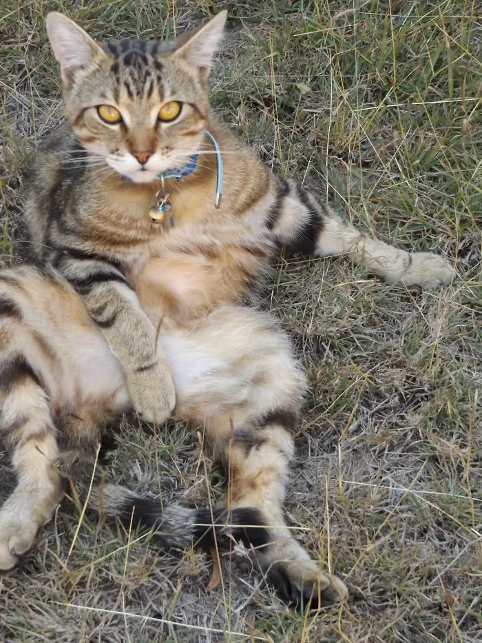 "nothing To See," Says Cheesecake Our Male Cat.