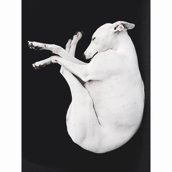White Dog