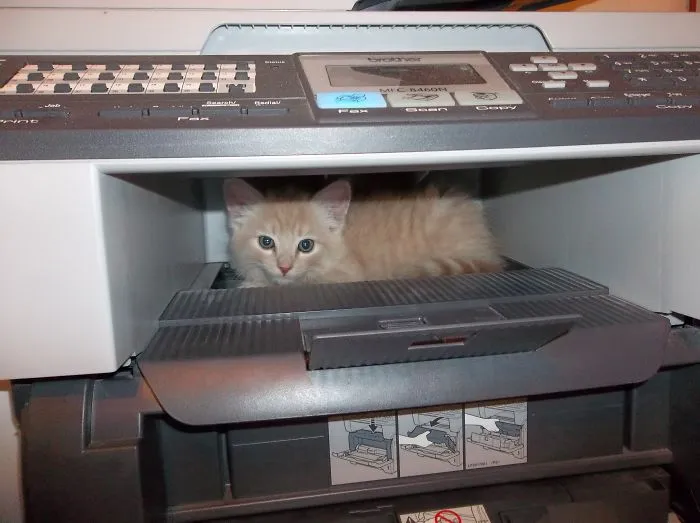 Mom, Where's The Mouse?