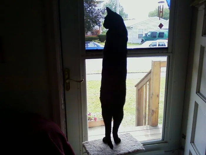 Sebastian Waiting To Growl At The Mailman.