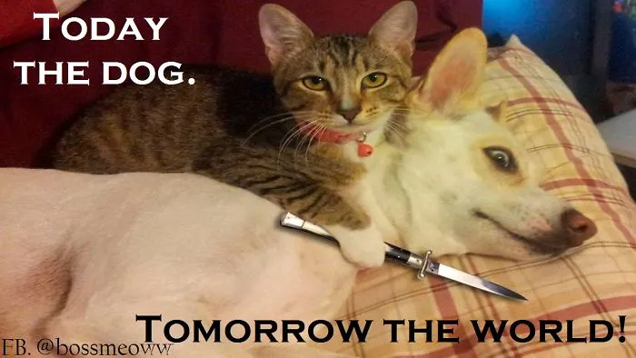I Was Shocked When My Pets Told Me These Things..