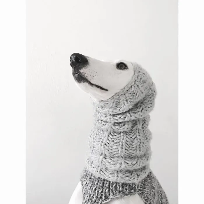 White Dog