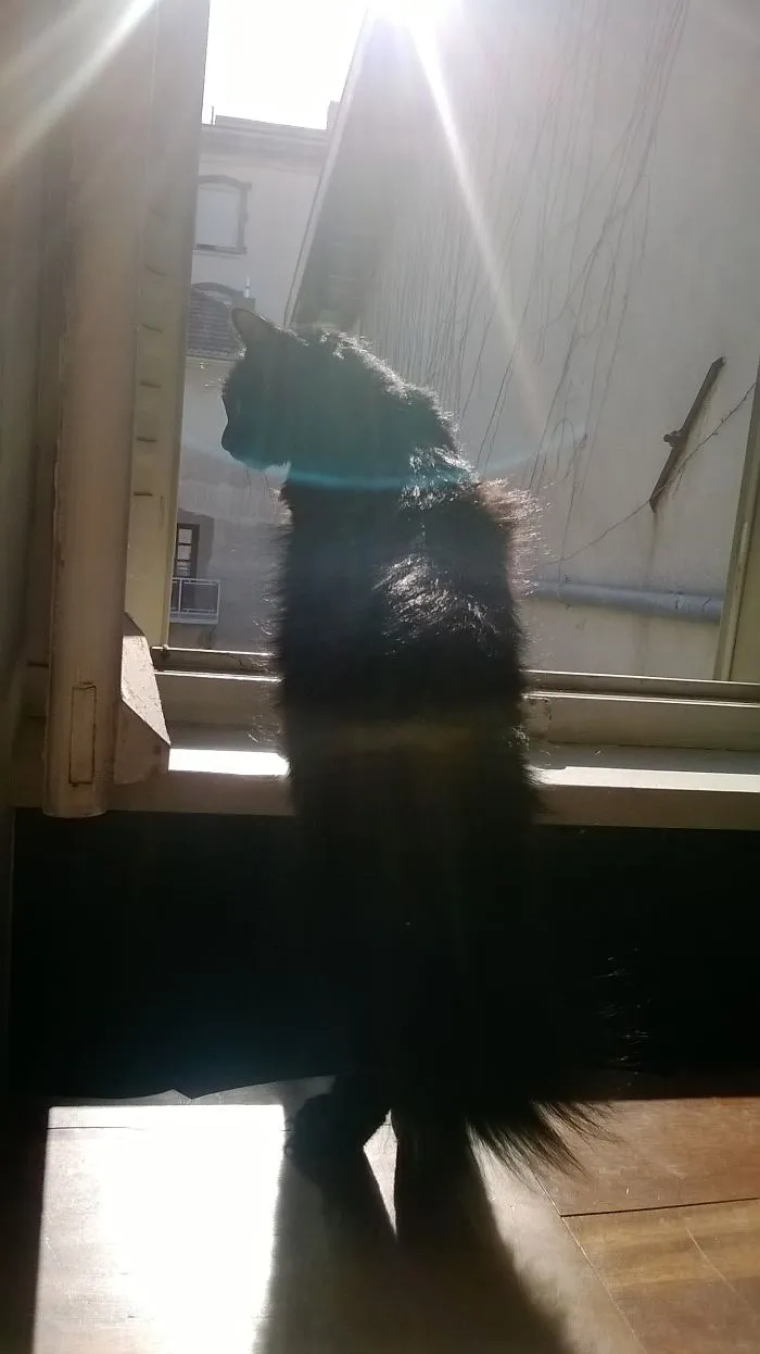 Good Morning Sun!
