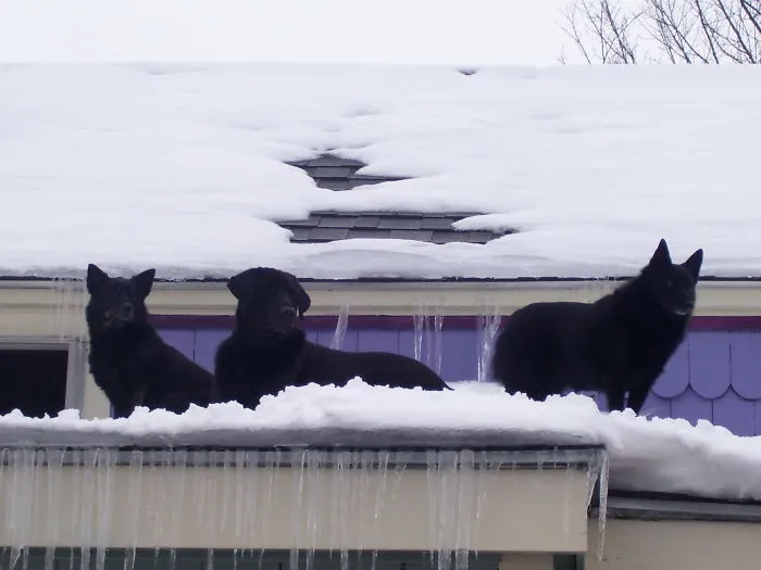 Highly Trained Black Ops Roof Guardians