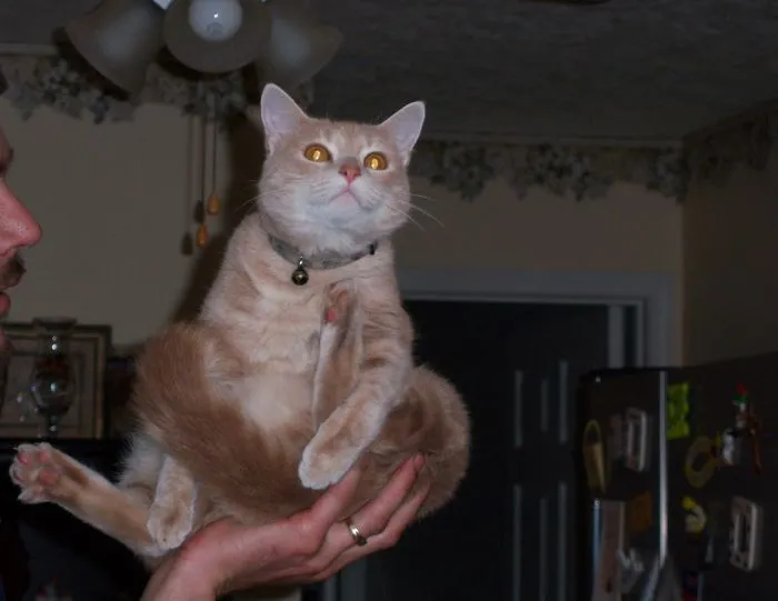 My Cat Was Weird. Buttercup Would Balance In My Husbands Hand And Wanted To Play With The Ceiling Fan Pulls Every Time. He'd See 'em And Reach For 'em Like, Bring Me Closer I Can't Reach 'em. Rip Butter-roo. Miss You Baby.