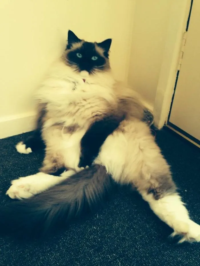 My Cat's Entry For The Feline Playboy Centrefold.