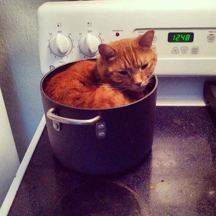 Found One Of My Cats Sleeping In An Empty Pot On The Stove