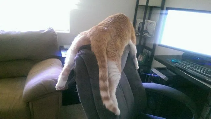 He Sleeps Like This...  Straddling The Office Chair.