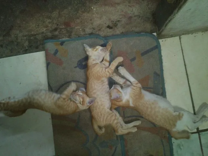 My Trio Cats,,,