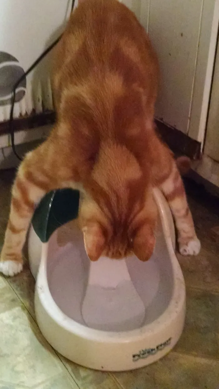 Marmalade Getting A Drink