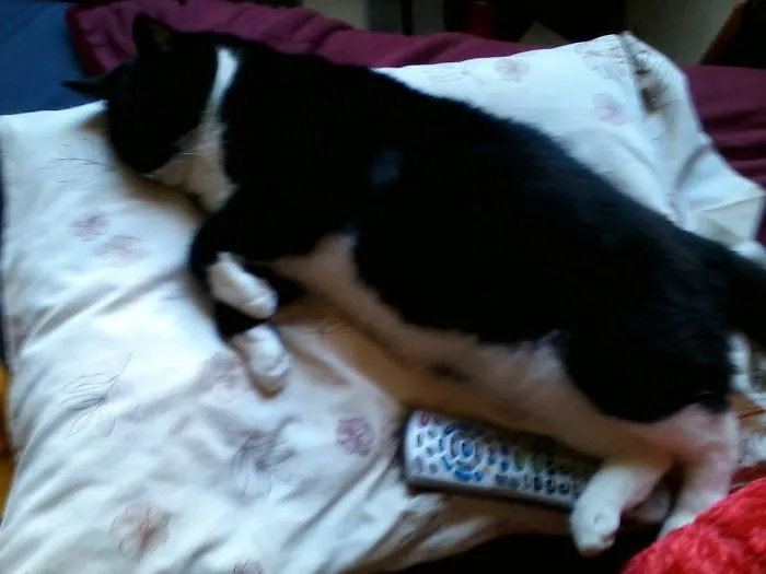 Echo Likes To Sleep On My Pillow. I Guess She Fell Asleep Watching Tv