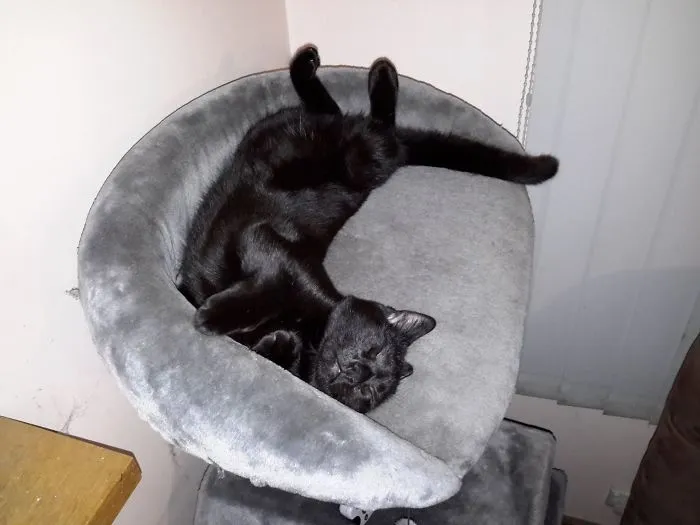 My Cat Sleeps Like This All The Time