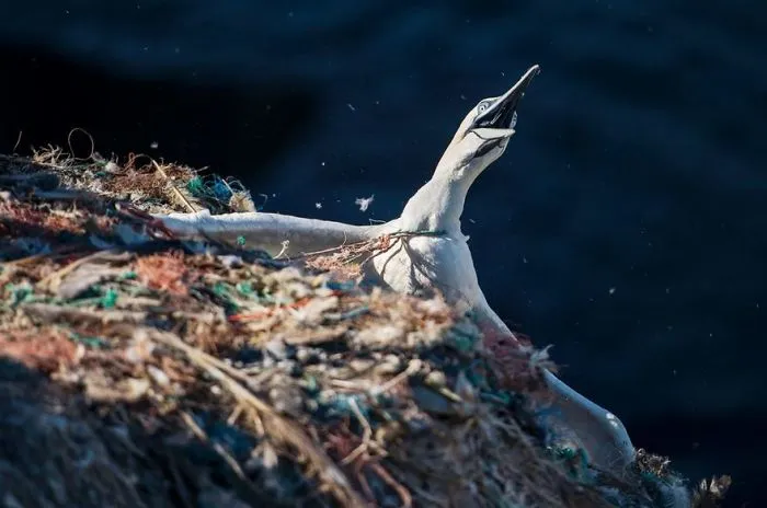 A Gannet, Wales, Uk