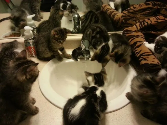 9 Little Kittens