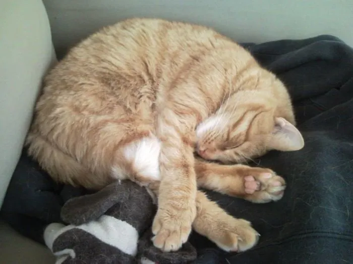 My Cat Tom Never Could Sleep Without Is Little Doggie Beside Him (he Passed Away Last Year)