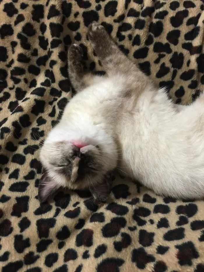This Is My Cat Juliet. She Likes To Sleep Upside Down.