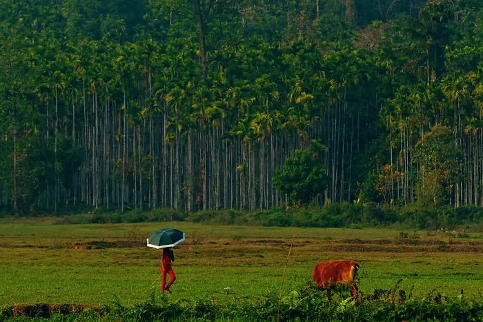 Hide And Seek In The Nature - Jagling, Sylhet, Bangladesh