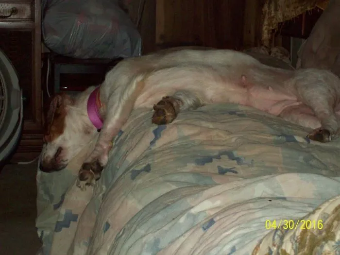 Dog Tired