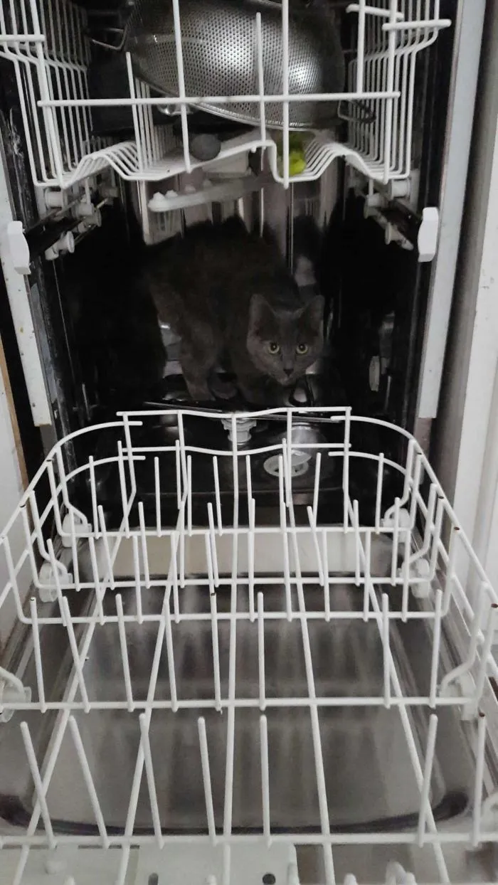 I Wish I Could Tell You Why She's In There.