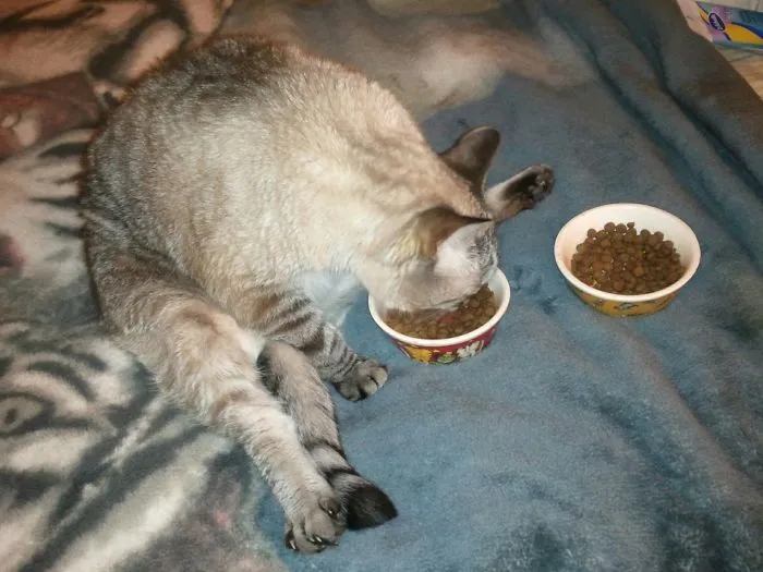 Frankie Doing A Bit Of Yoga As He Eats