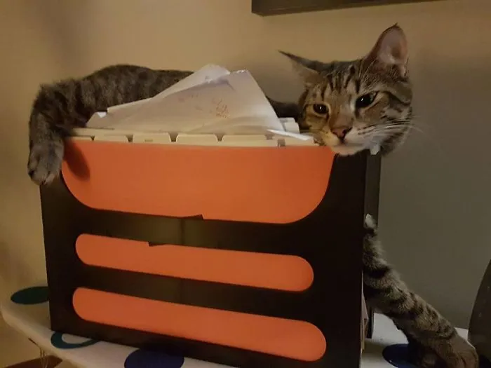 Ziggy Is Into Filing. I Wish I Was That Much Into It.
