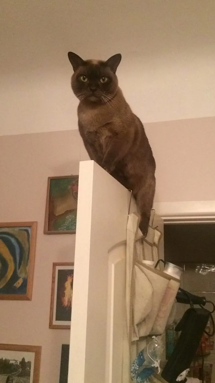 Cctv Cat