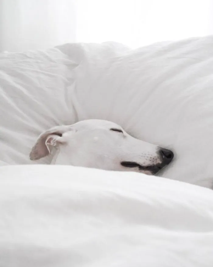 White Dog