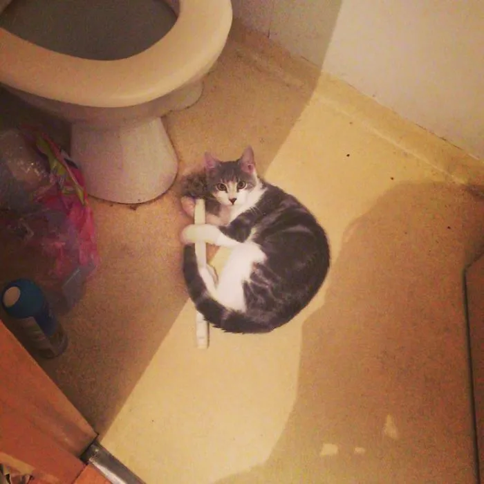 My Cat. Every Day.