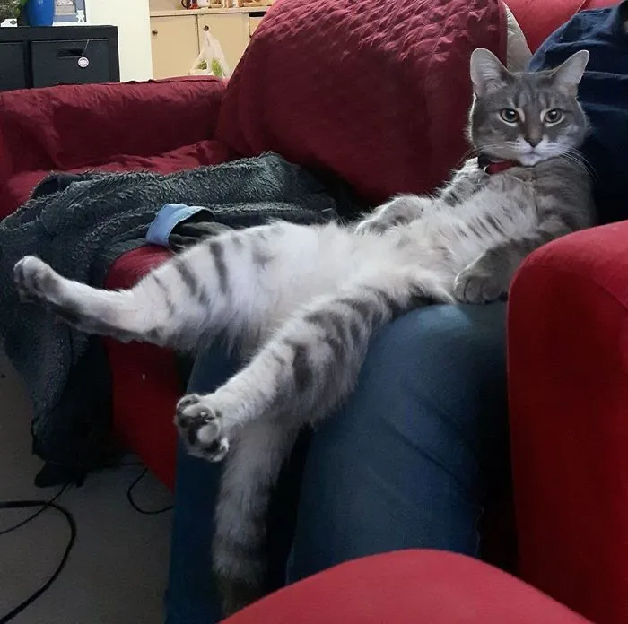My Cat Sits Like This