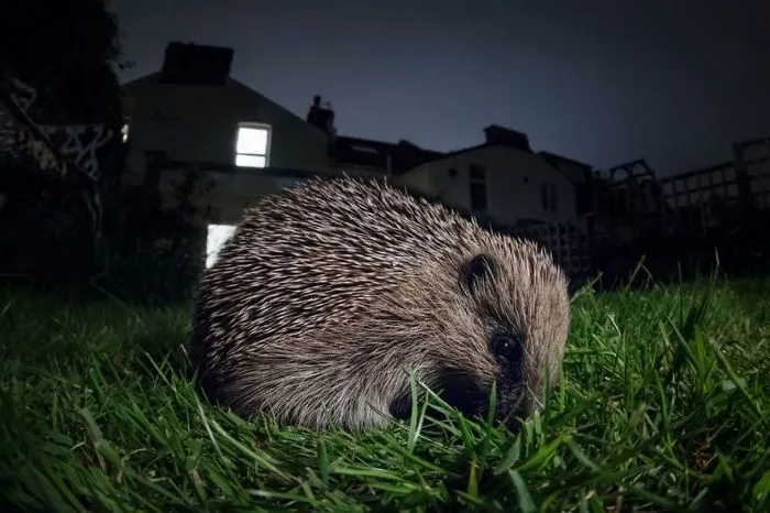 Hedgehog, Bristol, Uk