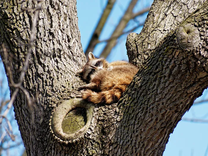86 Trash Panda Pics That Prove They're The Cutest Animal In The World