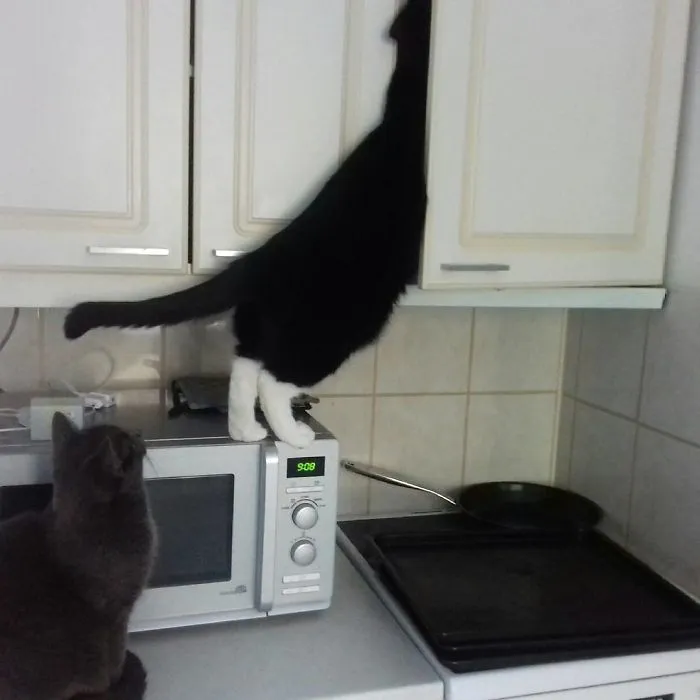 Reach Higher. Yeah! Thats It! I Think That's Where He Keeps All The Cat Yummy Yummies
