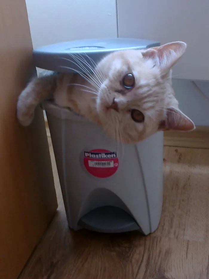 His Favourite Sleeping Place (i Bought Him A Super Expensive Cat Bed Btw)