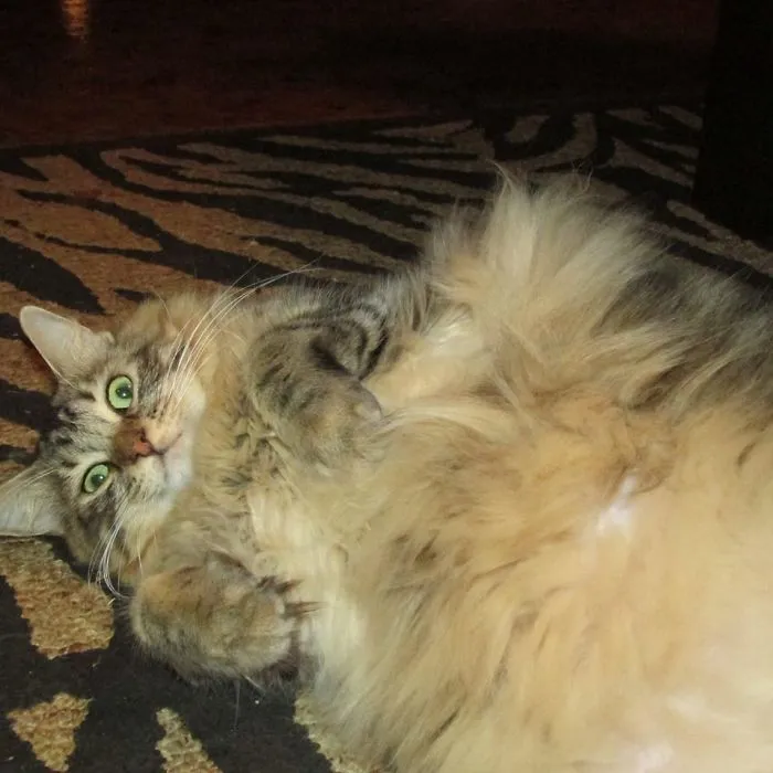 Vespa's Been Hittin' The "nip"!