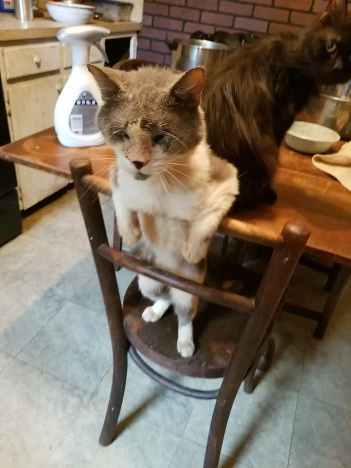 My Blind Cat Likes To Wait;  While We Cook Dinner.