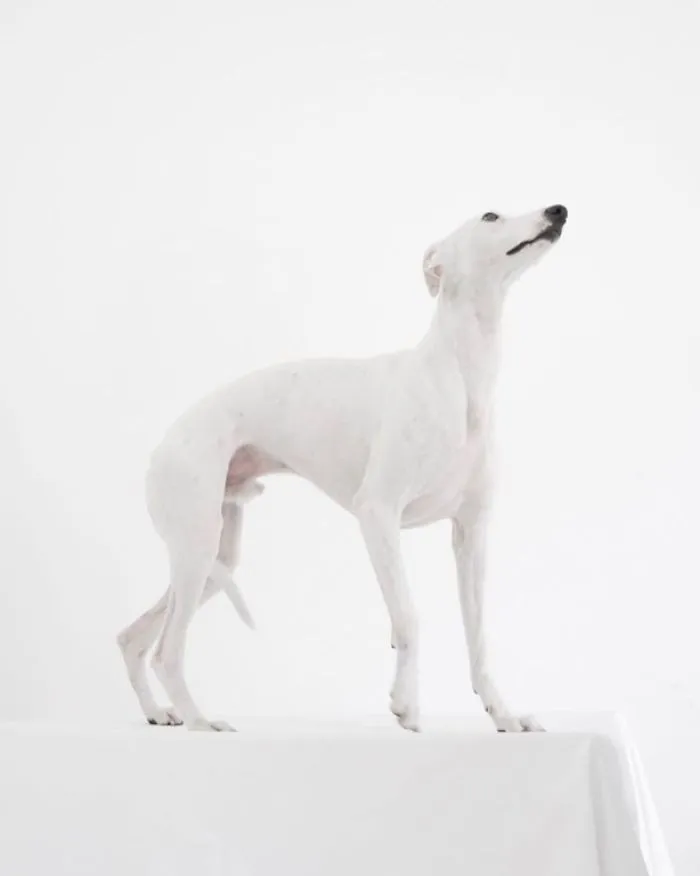 White Dog