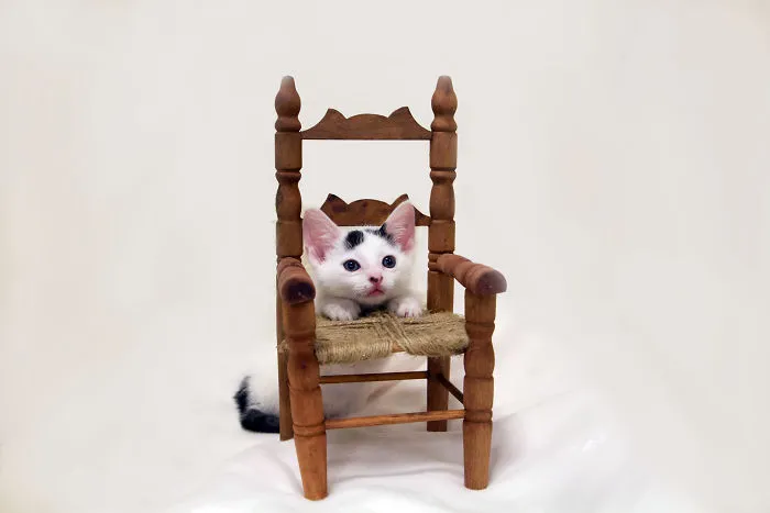 Philips Actually Loves Sitting In His Special Chair