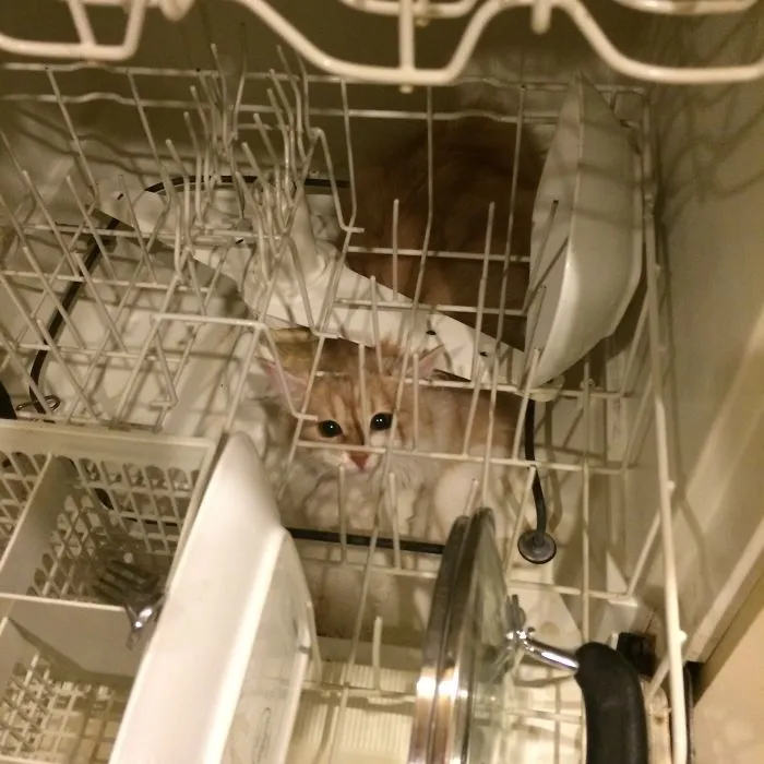 Where She Fits She Sits...