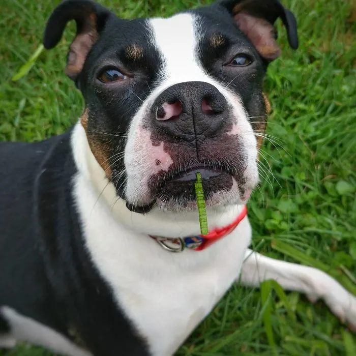 I Wasn't Eating Grass, Tho - Moo
